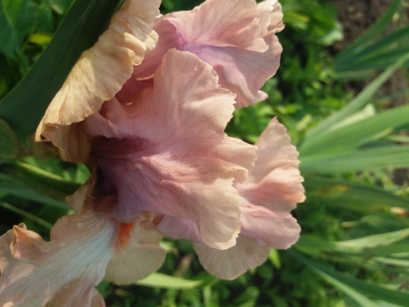  - Irisi infloriti in 2020