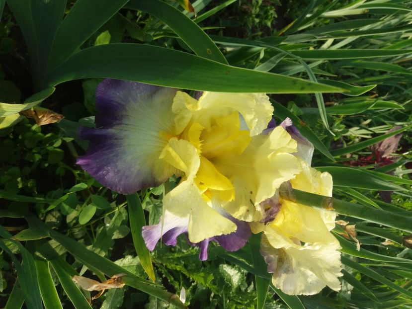  - Irisi infloriti in 2020