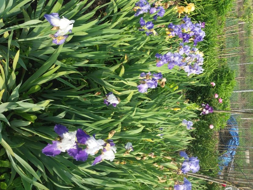  - Irisi infloriti in 2020