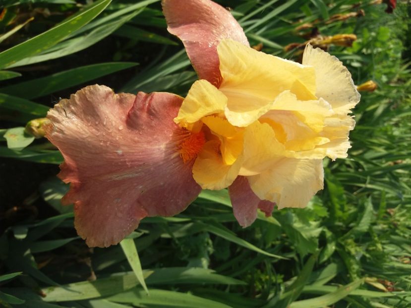  - Irisi infloriti in 2020