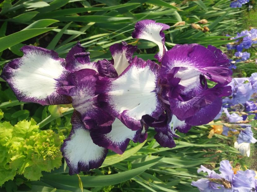  - Irisi infloriti in 2020