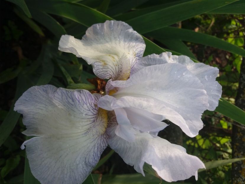  - Irisi infloriti in 2020