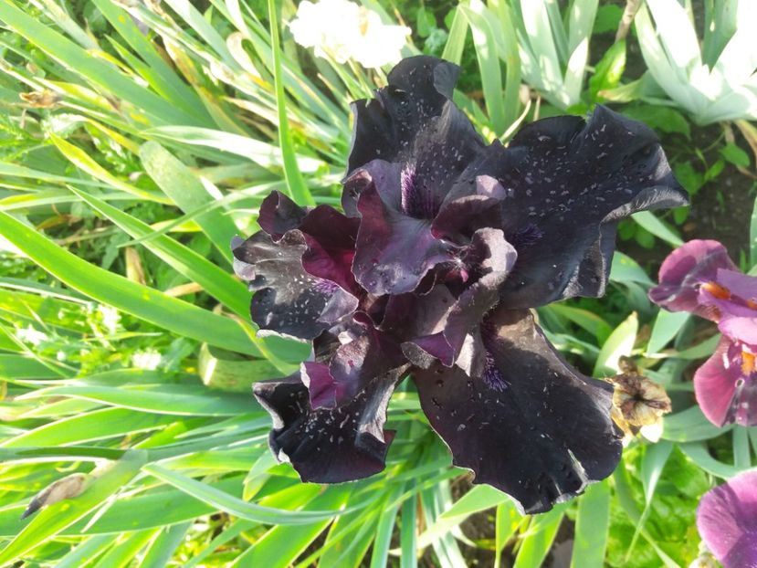  - Irisi infloriti in 2020