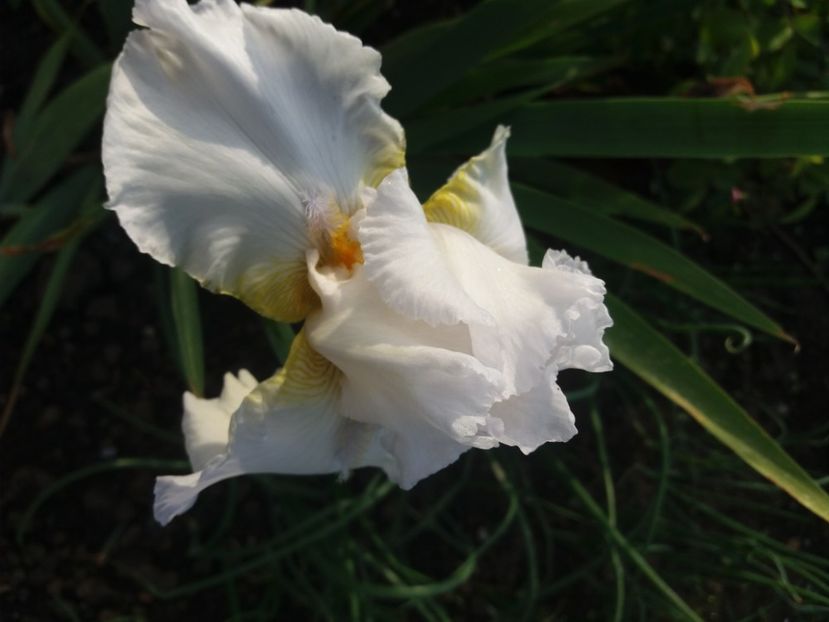  - Irisi infloriti in 2020