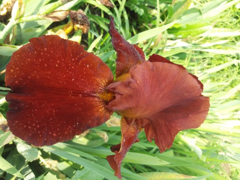  - Irisi infloriti in 2020