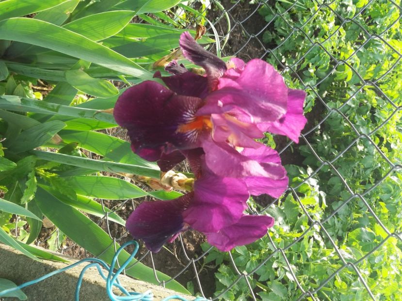  - Irisi infloriti in 2020