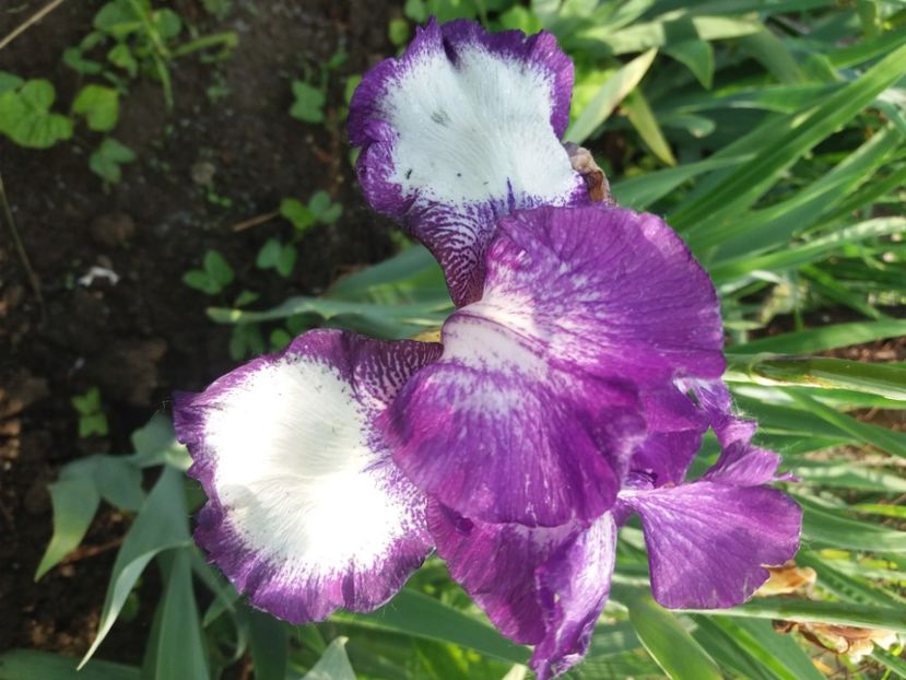  - Irisi infloriti in 2020