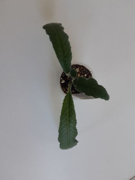 31 mai 2020 - Aaa Streptocarpus Gold Dust