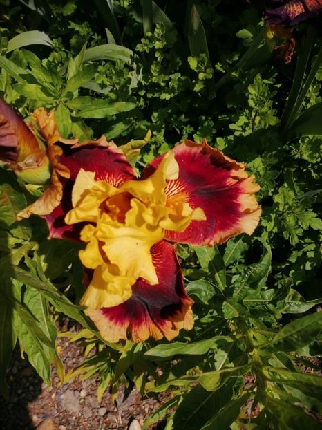 IMG-20200531-WA0000 - 0 0 IRISI