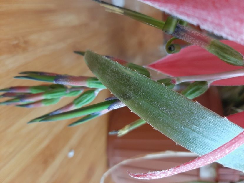  - Florile mele în mai 2020