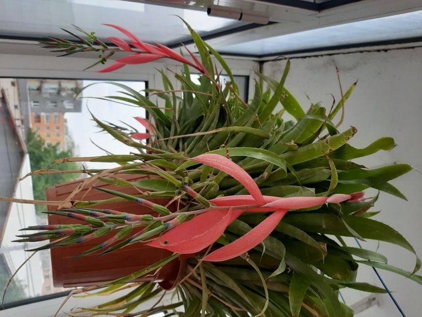  - Florile mele în mai 2020