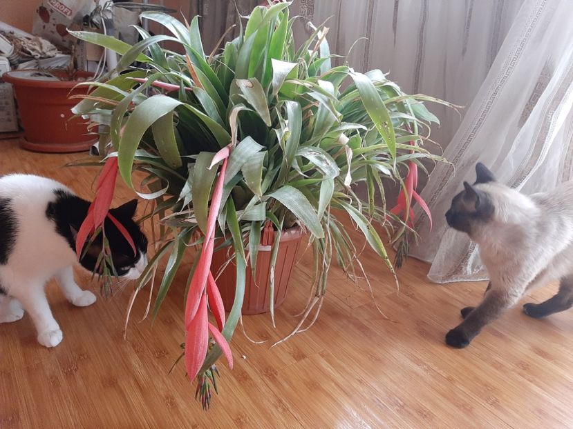  - Pisicii mei în mai 2020