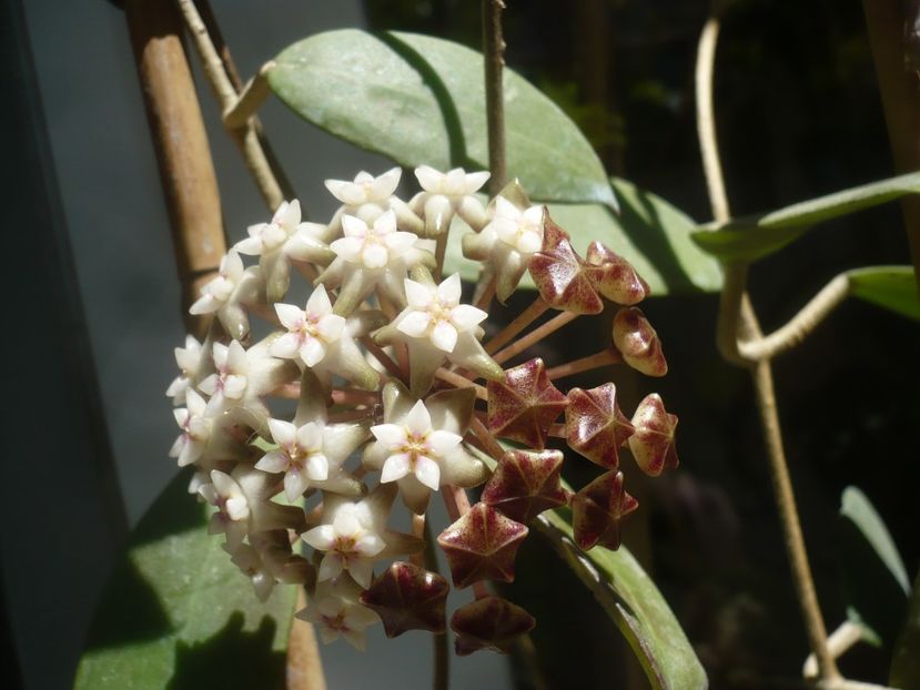 31.05.2020 - HOYA 2020-1