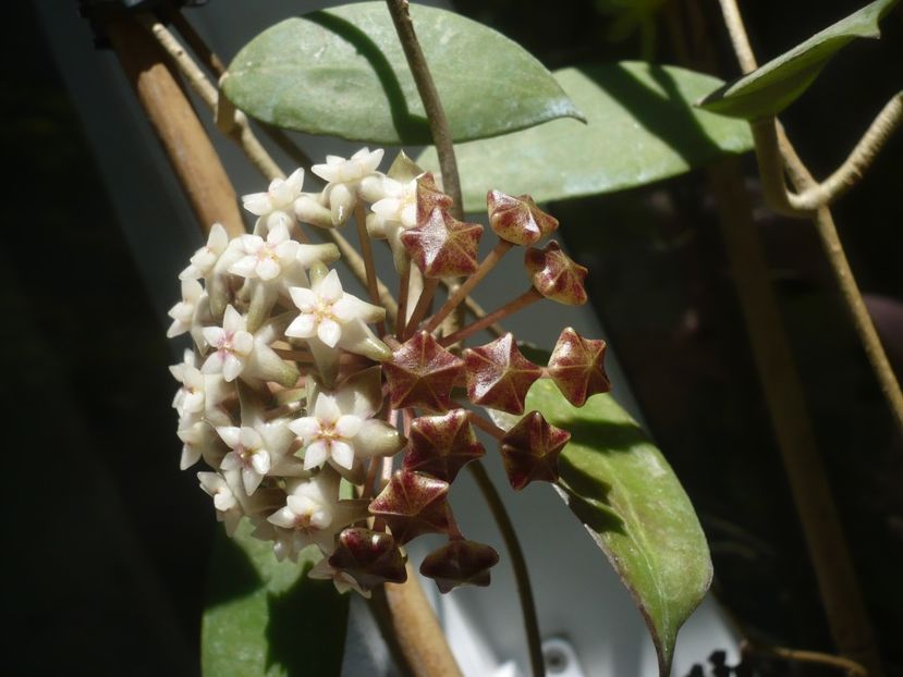 P1440331 - HOYA 2020-1