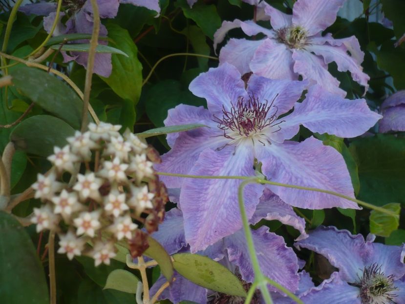 P1440332 - HOYA 2020-1