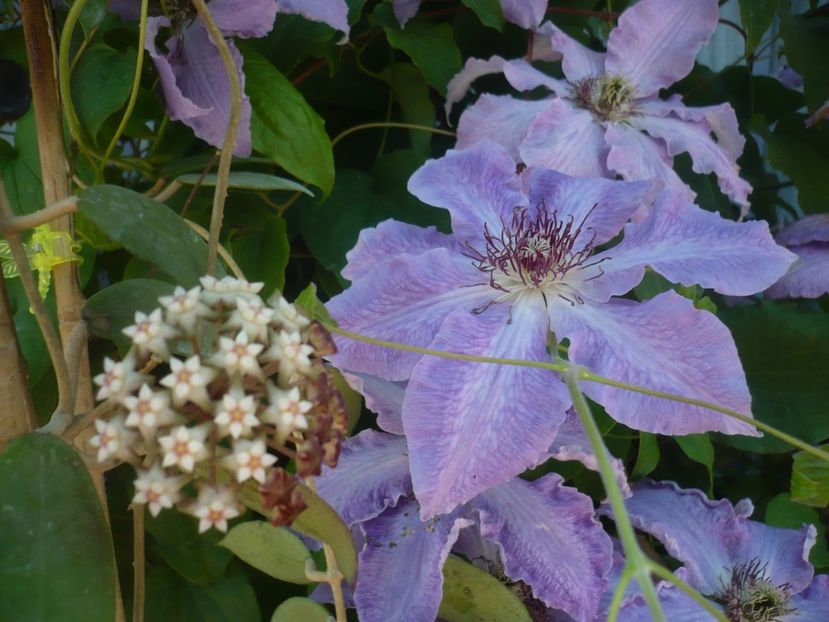 P1440333 - HOYA 2020-1