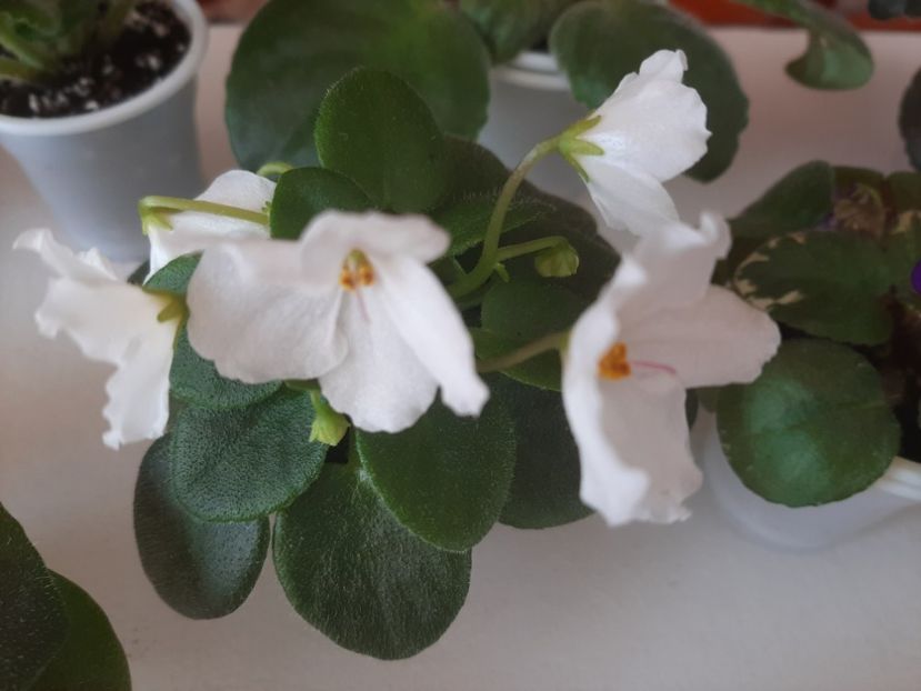  - Alan s White Feather