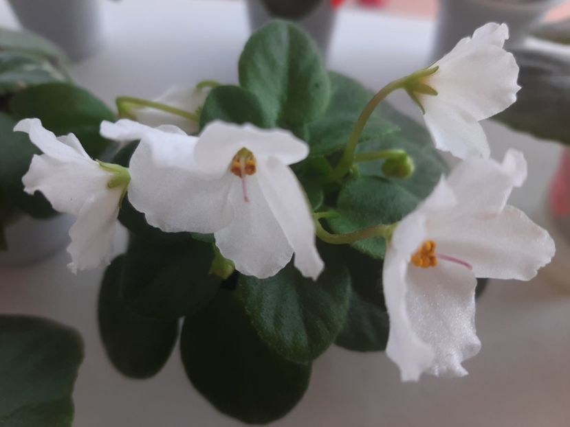  - Alan s White Feather