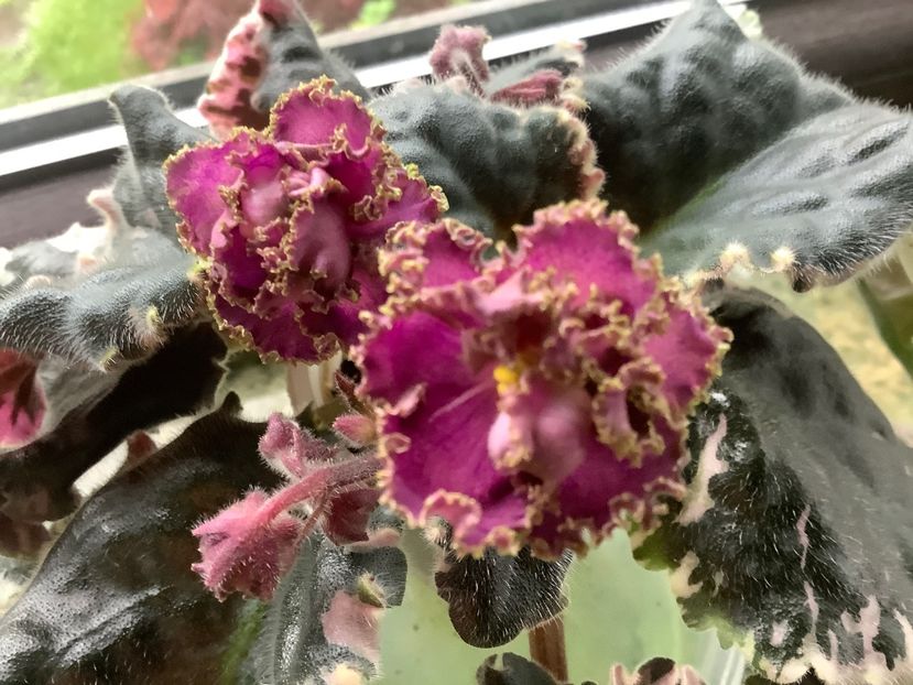  - Wrangler s Gaudy Lady