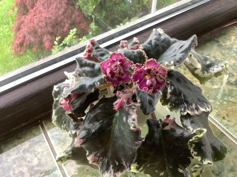  - Wrangler s Gaudy Lady