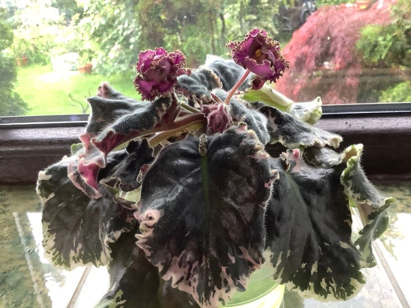  - Wrangler s Gaudy Lady