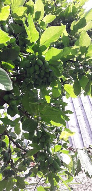 IMG-20200530-WA0027 - Rezultate bune