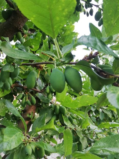 IMG-20200523-WA0008 - Rezultate bune