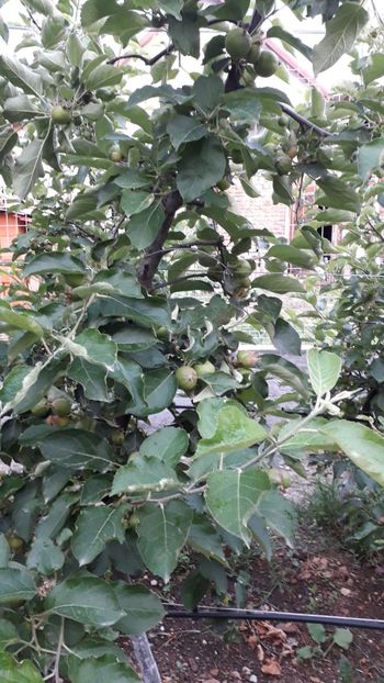 IMG-20200529-WA0013 - Rezultate bune