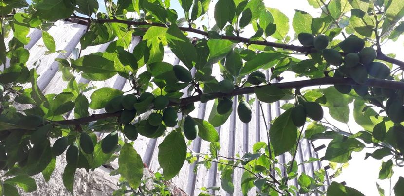 IMG-20200530-WA0026 - Rezultate bune