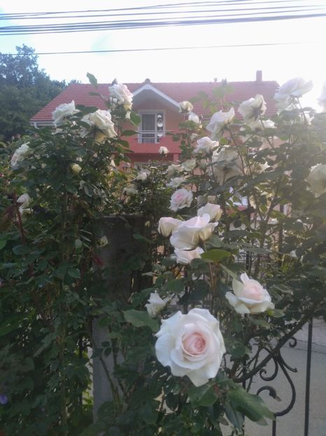  - Gradina mai 2020