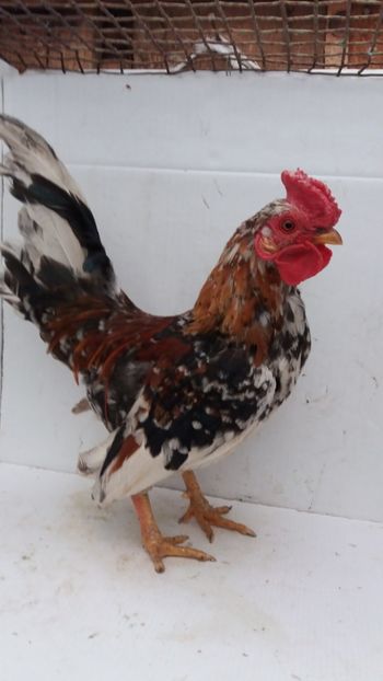 vandut - De vanzare gainuse mi de flori