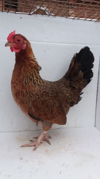 vanduta - De vanzare gainuse mi de flori