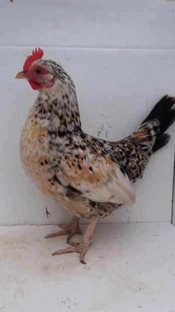 vanduta - De vanzare gainuse mi de flori