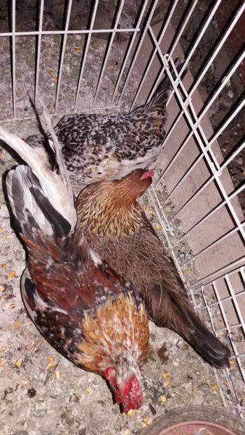  - De vanzare gainuse mi de flori