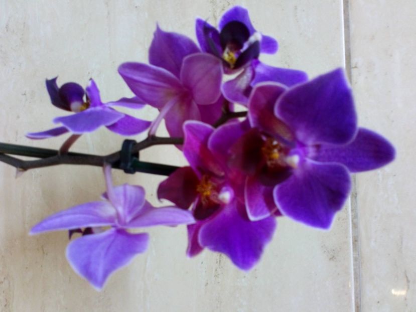  - Gradinita lui Ticu Ticu