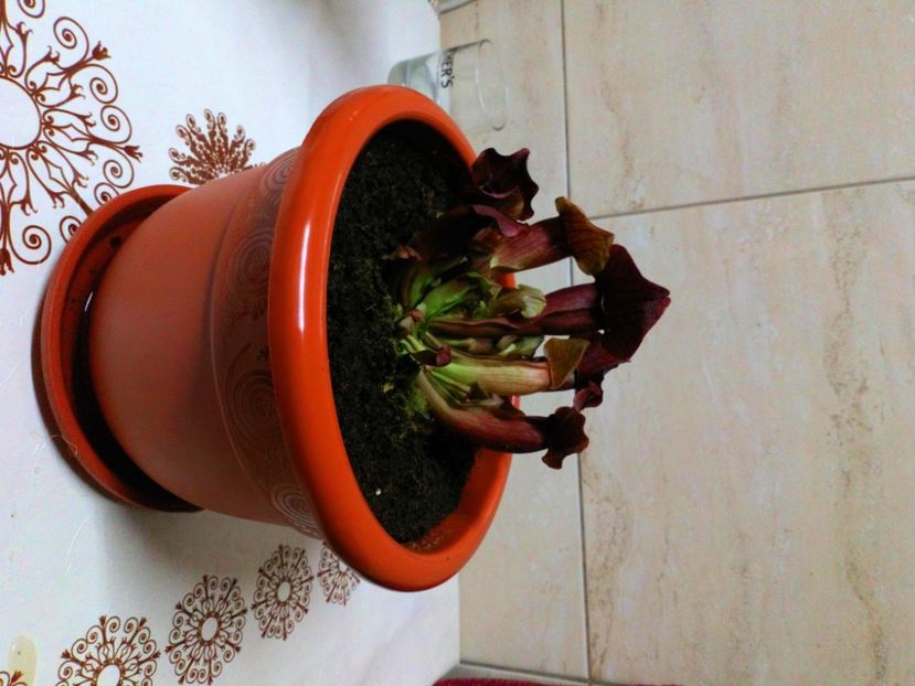  - Gradinita lui Ticu Ticu