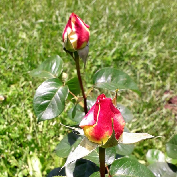  - TRANDAFIRI_2019_2020_2024