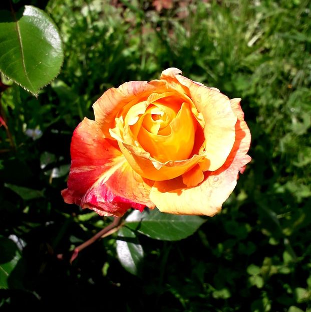  - TRANDAFIRI_2019_2020_2024