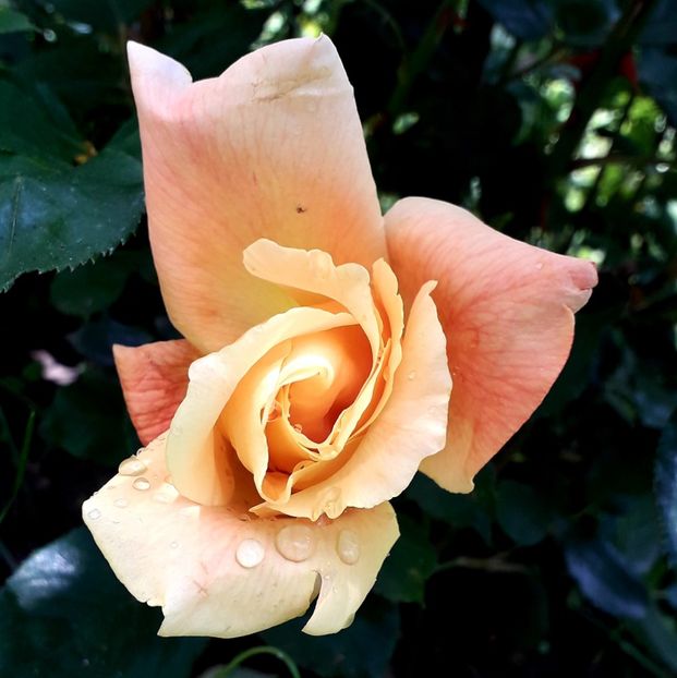  - TRANDAFIRI_2019_2020_2024