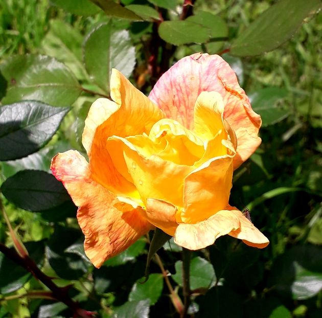  - TRANDAFIRI_2019_2020_2024