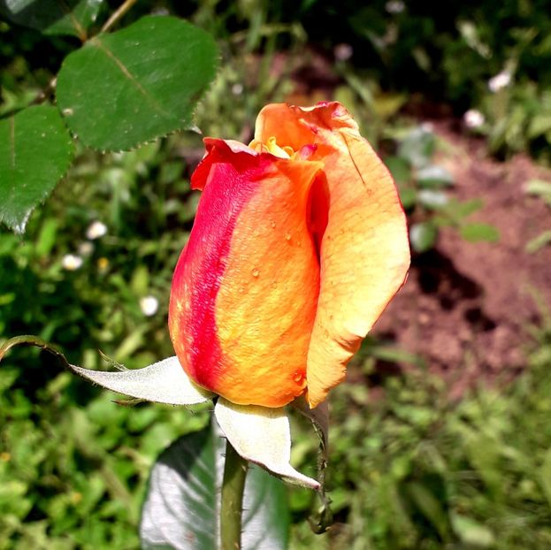  - TRANDAFIRI_2019_2020_2024