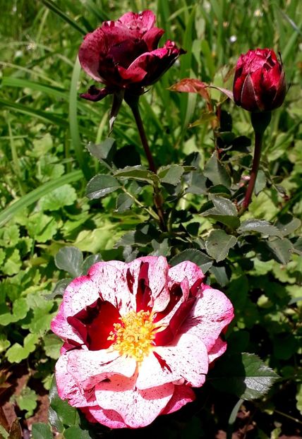  - TRANDAFIRI_2019_2020_2024