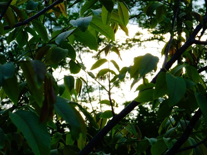  - Patakmenti-Hóstát kis gazdaság