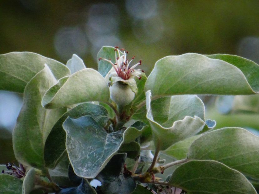  - Patakmenti-Hóstát kis gazdaság