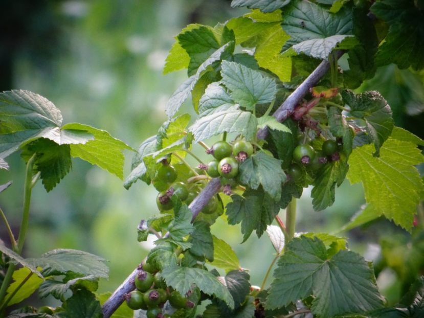  - Patakmenti-Hóstát kis gazdaság