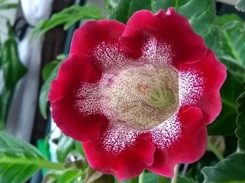 9a - Gloxinia din seminte 2020-2021