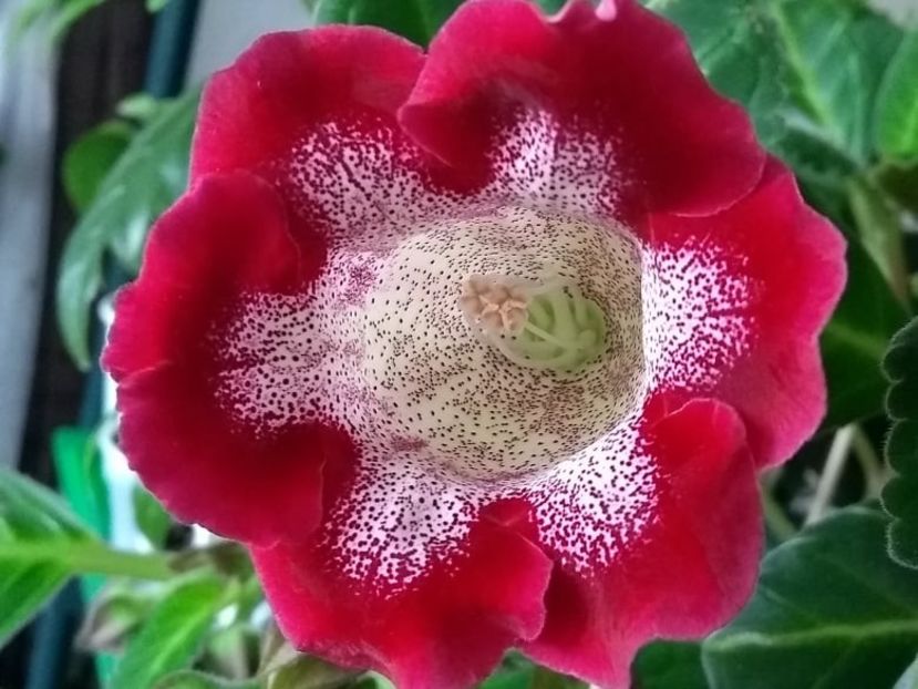 9b - Gloxinia din seminte 2020-2021