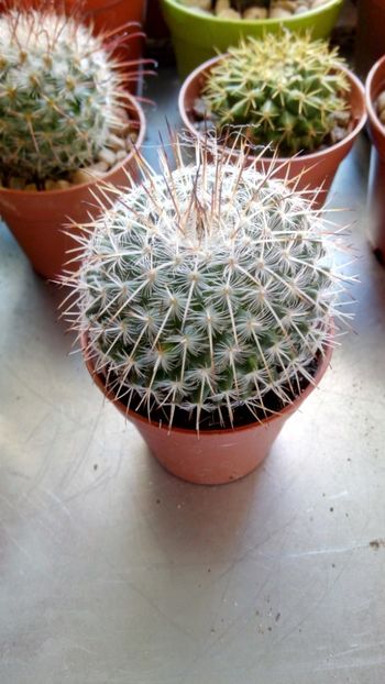 M. parkinsonii - Mammillaria