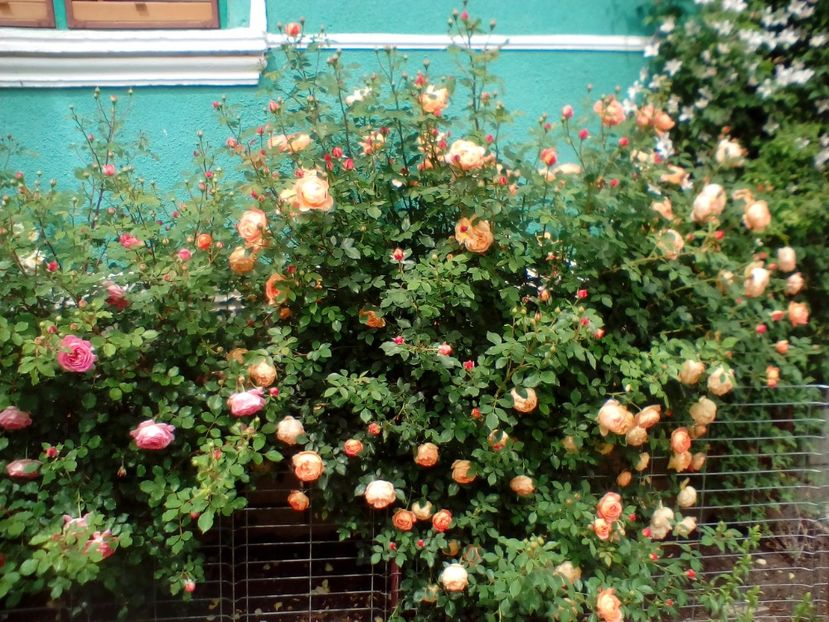 31 05 2020 - Lady of Shalott