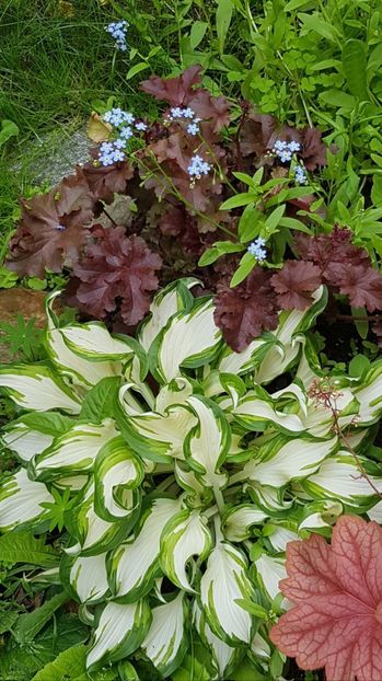 Hosta variegata si heuchera MeltinFire - Mai 2020